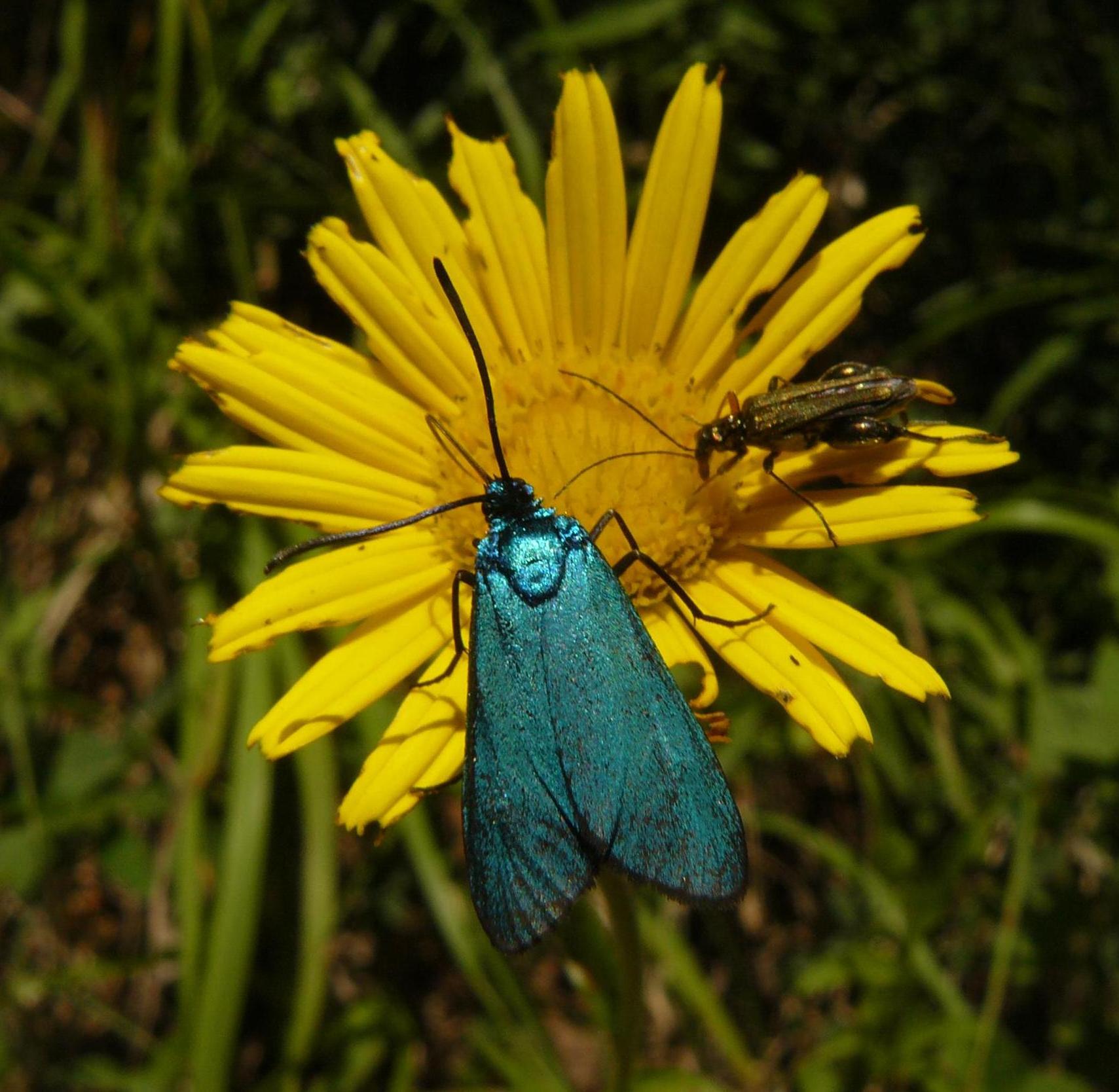 farfalle identificazione